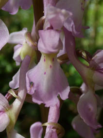Orchis mascula 'rosea'